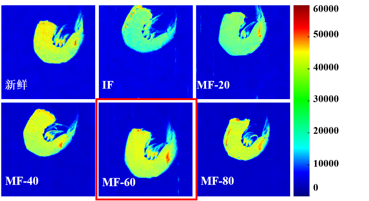 “华体会官方网页版杯”江南大学优秀案例解析|低场核磁共振分析用于磁场辅助冷冻对虾仁水分迁移的调控研究